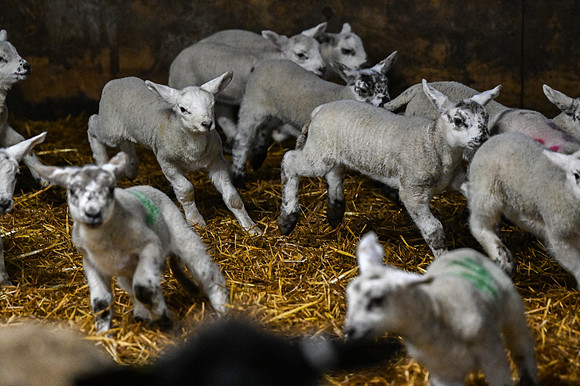 Lambing (22 of 111)