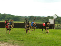 Hound Race -  18
