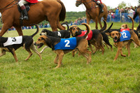 Hound Race -  6