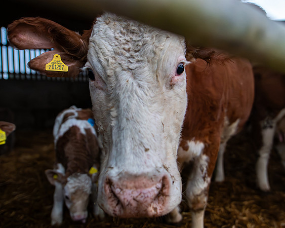 Lambing (66 of 111)