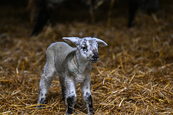 Lambing (26 of 111)