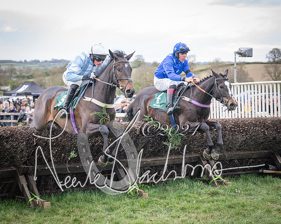Race 2 - Tattersalls Cheltenham 4 year old Maiden (41 of 85)