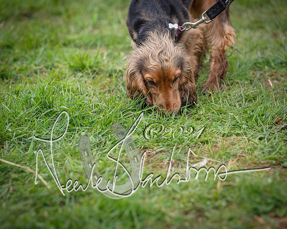 Bicester - Dog Show (95 of 106)