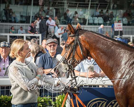 Race 1 - Pointing Pointers Restricted Final (72 of 79)