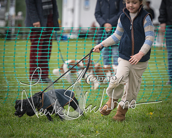 Bicester - Dog Show (6 of 106)