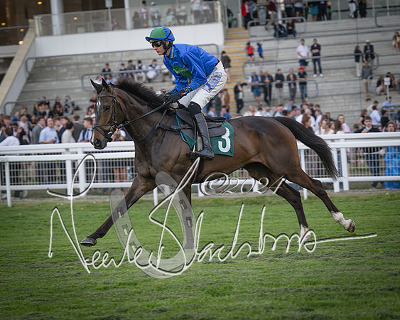 Race - 7 The Royal Gloucester Hussars Open Hunter's steeplechase 2m4f 127y (43 of 210)