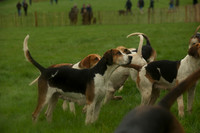 4 - OBH Hounds 11
