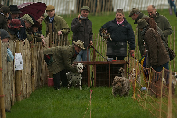 1 -Terrier Races 15