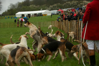 4 - OBH Hounds 9