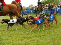 Hound Race -  5