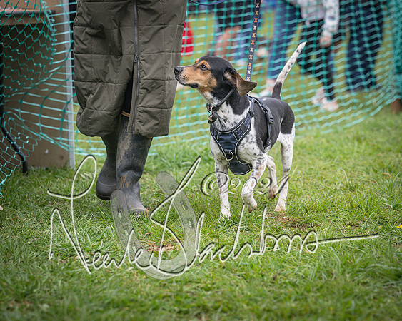 Bicester - Dog Show (67 of 106)