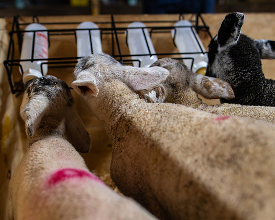 Lambing (75 of 111)