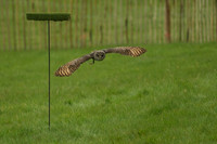 3 - CA Birds of Prey 19