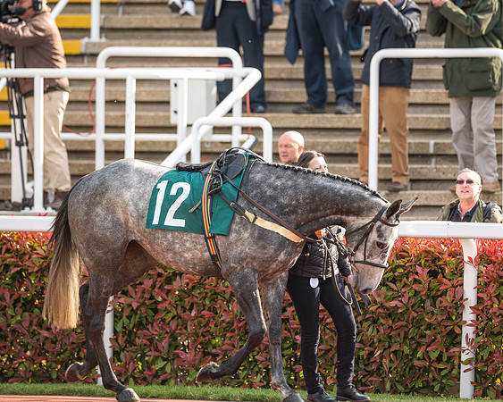 Race 2  -  Intermediate Point to Point Hunters' Steeple Chase (5 of 277)