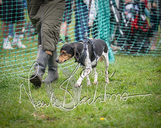 Bicester - Dog Show (66 of 106)
