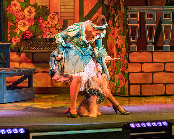Swan Panto 2017