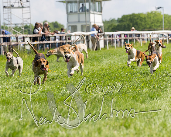Race 4 - PPORA Novice Riders Final  (11 of 362)