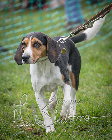 Bicester - Dog Show (16 of 106)