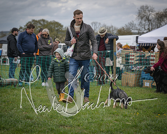 Bicester - Dog Show (69 of 106)