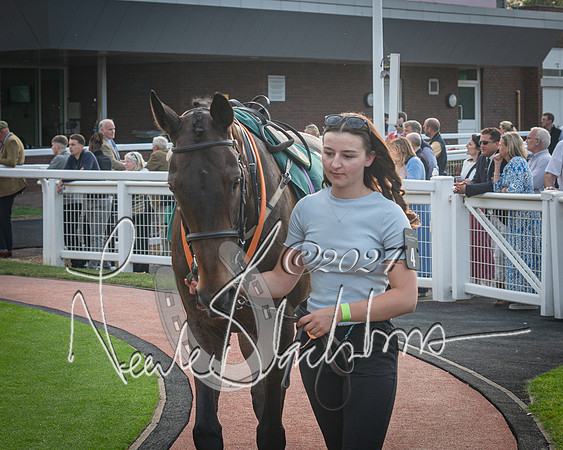 Race 5 - Mares Open Hunter Steeplechase 3m2f 70y (17 of 269)