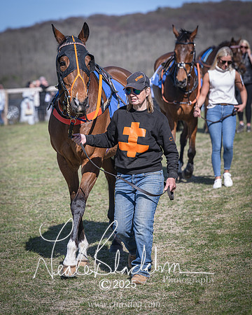 Race 6 - Veteran horse (15 of 109)