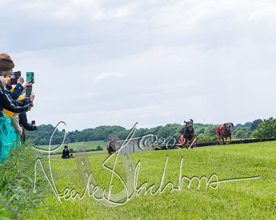 Race 7 - Hound Race etc (84 of 108)