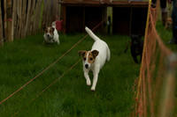 1 -Terrier Races 6