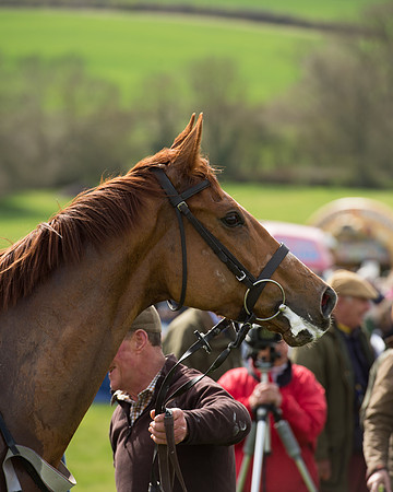 Race 2 - Confined Hunts Race (94 of 100).jpg
