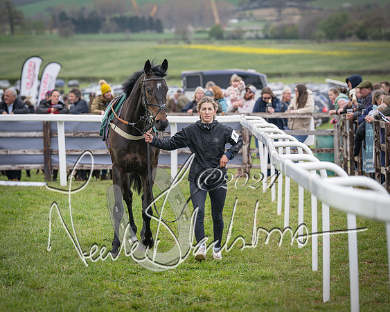 Race 2 - Tattersalls Cheltenham 4 year old Maiden (2 of 85)