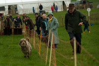 1 -Terrier Races 19