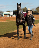 Race 1 - 4-5-6 Maiden (11 of 119).jpg