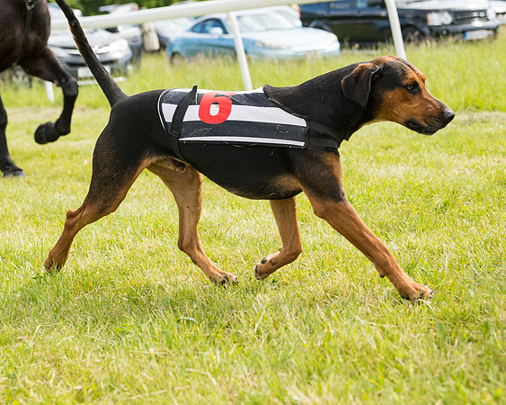 Hound Race  (10 of 49)
