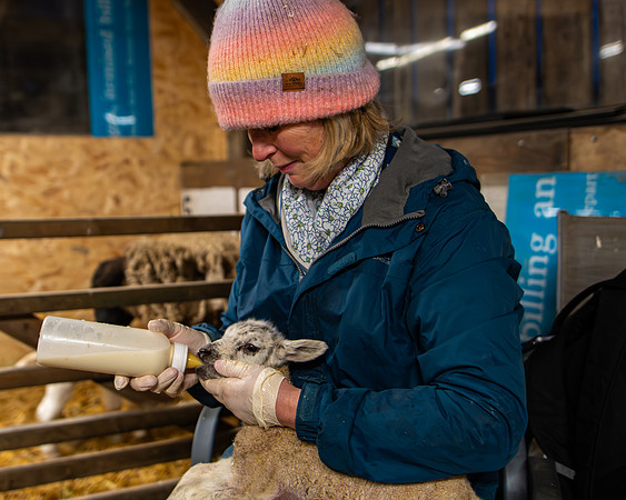 Lambing (89 of 111)