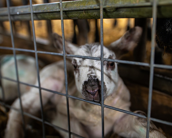 Lambing (72 of 111)