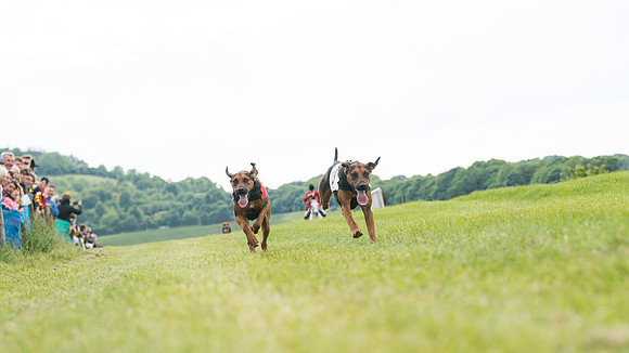 Hound Race  (17 of 49)