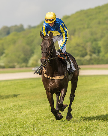 Race 6 - Open Maiden Race (49 of 180).jpg