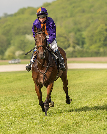 Race 6 - Open Maiden Race (61 of 180).jpg