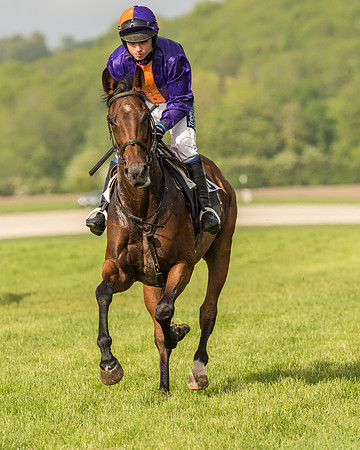 Race 6 - Open Maiden Race (62 of 180).jpg