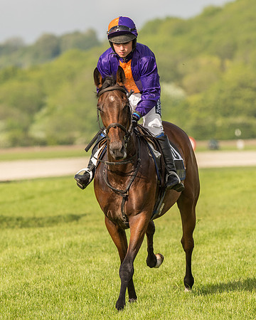 Race 6 - Open Maiden Race (63 of 180).jpg