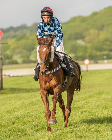 Race 6 - Open Maiden Race (79 of 180).jpg