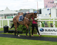 Subaru Rectricted Series Final 2015 (5 of 236).jpg