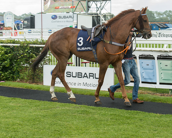 Subaru Rectricted Series Final 2015 (14 of 236).jpg