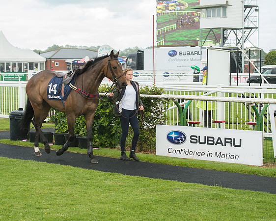 Subaru Rectricted Series Final 2015 (22 of 236).jpg