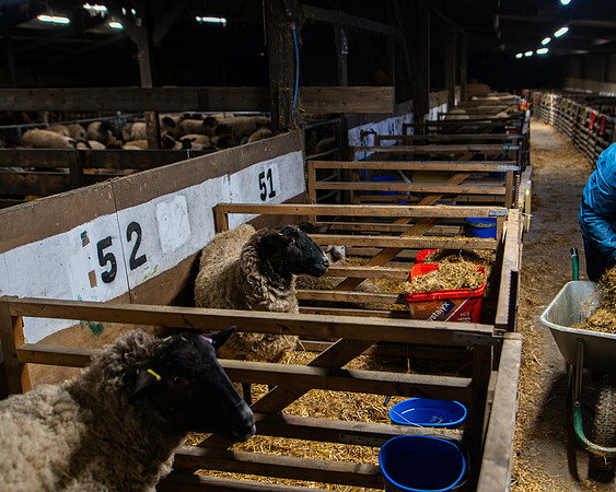 Lambing (102 of 111)