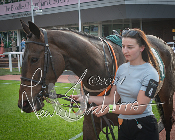 Race 5 - Mares Open Hunter Steeplechase 3m2f 70y (18 of 269)