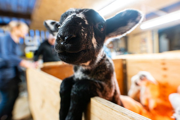 Lambing (46 of 111)
