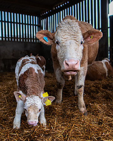 Lambing (58 of 111)