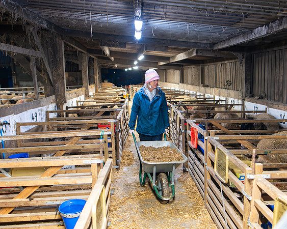 Lambing (100 of 111)