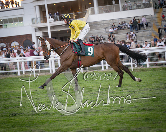Race - 7 The Royal Gloucester Hussars Open Hunter's steeplechase 2m4f 127y (31 of 210)