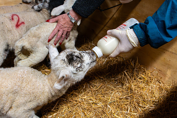 Lambing (33 of 111)